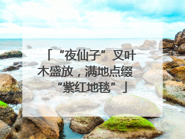 “夜仙子”叉叶木盛放，满地点缀“紫红地毯”