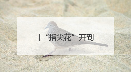 “指尖花”开到世界橱窗 小凉山千年纹样绽新色