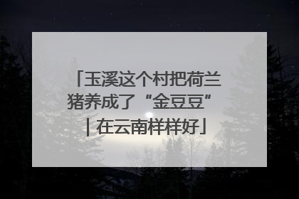 玉溪这个村把荷兰猪养成了“金豆豆”｜在云南样样好