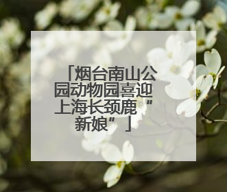 烟台南山公园动物园喜迎上海长颈鹿“新娘”