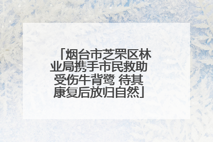 烟台市芝罘区林业局携手市民救助受伤牛背鹭 待其康复后放归自然