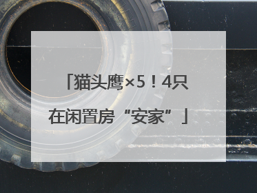 猫头鹰×5！4只在闲置房“安家”