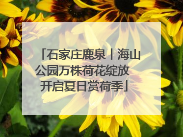 石家庄鹿泉丨海山公园万株荷花绽放 开启夏日赏荷季