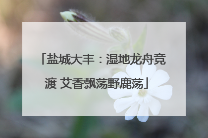 盐城大丰：湿地龙舟竞渡 艾香飘荡野鹿荡