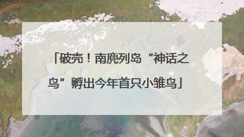 破壳！南麂列岛“神话之鸟”孵出今年首只小雏鸟