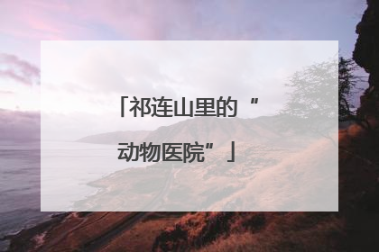 祁连山里的“动物医院”