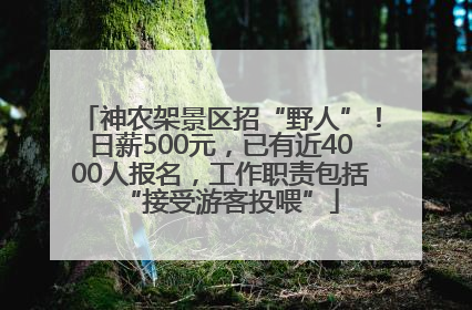 神农架景区招“野人”！日薪500元，已有近4000人报名，工作职责包括“接受游客投喂”