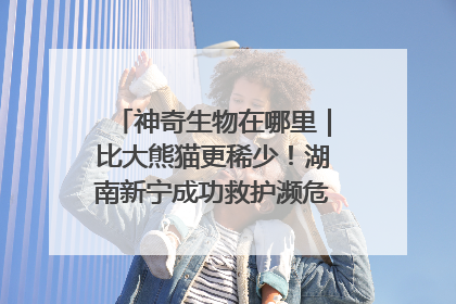 神奇生物在哪里｜比大熊猫更稀少！湖南新宁成功救护濒危鸟类海南鳽