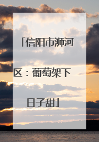 信阳市浉河区：葡萄架下日子甜