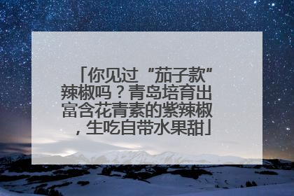 你见过“茄子款”辣椒吗？青岛培育出富含花青素的紫辣椒，生吃自带水果甜