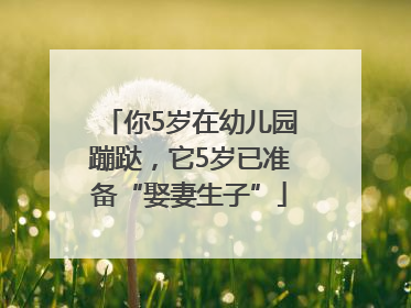 你5岁在幼儿园蹦跶，它5岁已准备“娶妻生子”