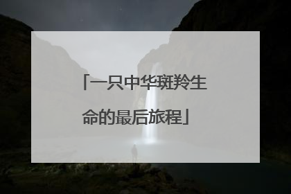 一只中华斑羚生命的最后旅程