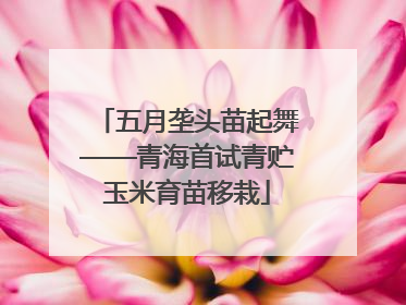 五月垄头苗起舞——青海首试青贮玉米育苗移栽