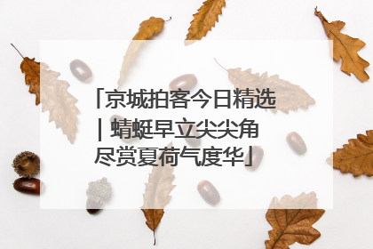 京城拍客今日精选｜蜻蜓早立尖尖角 尽赏夏荷气度华