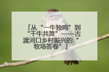 从“一牛独鸣”到“千牛共舞”——古渡河口乡村振兴的“牧场答卷”