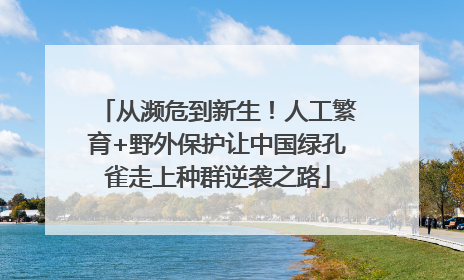 从濒危到新生！人工繁育+野外保护让中国绿孔雀走上种群逆袭之路