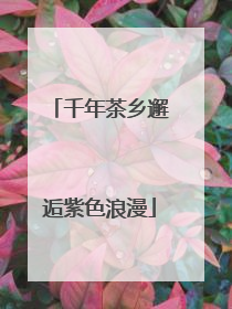 千年茶乡邂逅紫色浪漫