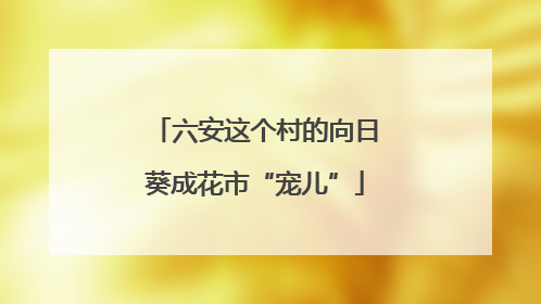 六安这个村的向日葵成花市“宠儿”
