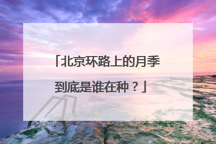 北京环路上的月季到底是谁在种？