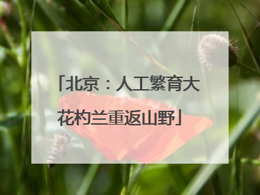北京：人工繁育大花杓兰重返山野