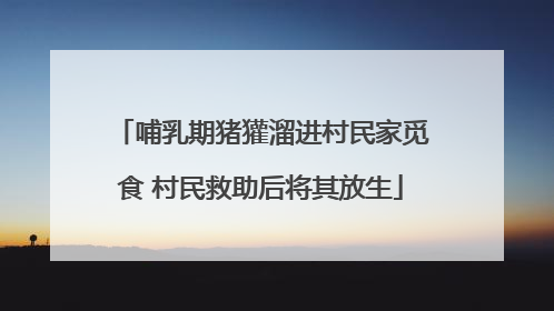 哺乳期猪獾溜进村民家觅食 村民救助后将其放生