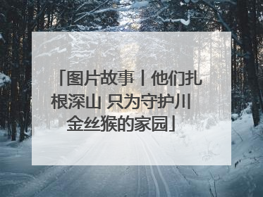 图片故事丨他们扎根深山 只为守护川金丝猴的家园