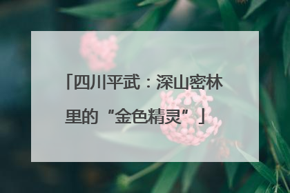 四川平武：深山密林里的“金色精灵”