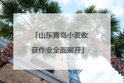 山东青岛小麦收获作业全面展开