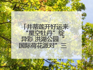 并蒂莲开好运来 “星空牡丹”绽异彩 洪湖公园“国际荷花派对”三天迎客六万