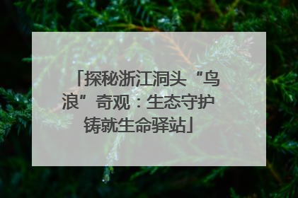 探秘浙江洞头“鸟浪”奇观：生态守护铸就生命驿站