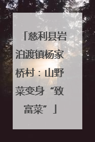 慈利县岩泊渡镇杨家桥村：山野菜变身“致富菜”