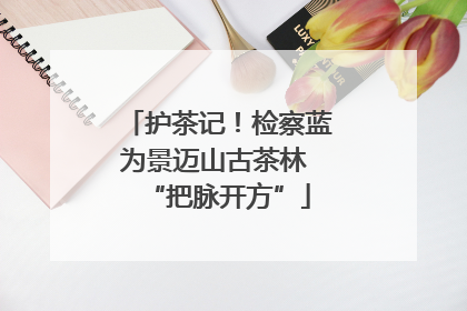 护茶记！检察蓝为景迈山古茶林 “把脉开方”