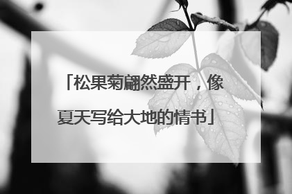 松果菊翩然盛开，像夏天写给大地的情书