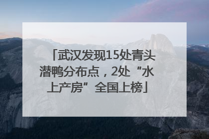 武汉发现15处青头潜鸭分布点，2处“水上产房”全国上榜