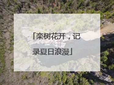 栾树花开，记录夏日浪漫