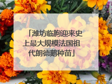 潍坊临朐迎来史上最大规模法国祖代朗德鹅种苗