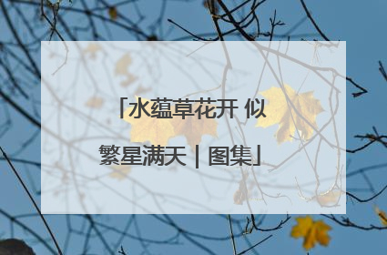 水蕴草花开 似繁星满天｜图集