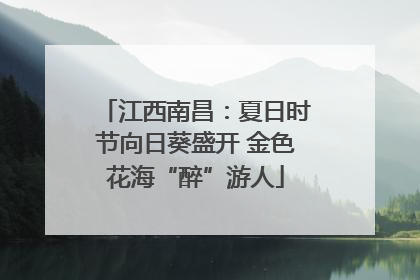 江西南昌：夏日时节向日葵盛开 金色花海“醉”游人