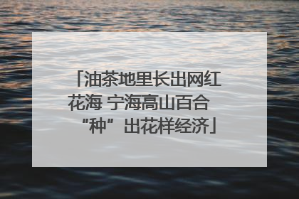 油茶地里长出网红花海 宁海高山百合“种”出花样经济