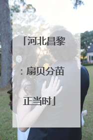 河北昌黎：扇贝分苗正当时