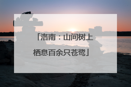 洛南：山间树上栖息百余只苍鹭