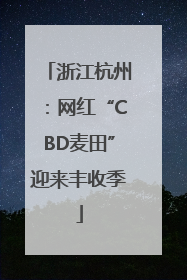 浙江杭州：网红“CBD麦田”迎来丰收季