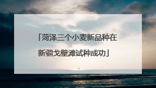 菏泽三个小麦新品种在新疆戈壁滩试种成功