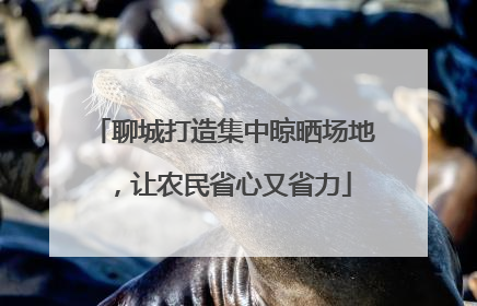 聊城打造集中晾晒场地，让农民省心又省力