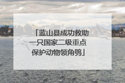 蓝山县成功救助一只国家二级重点保护动物领角鸮