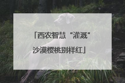 西农智慧“灌溉” 沙漠樱桃别样红