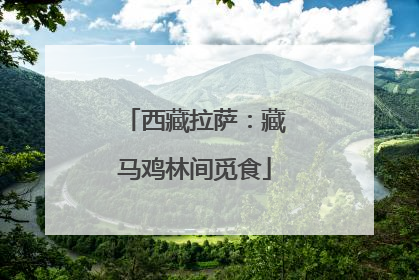 西藏拉萨：藏马鸡林间觅食
