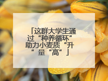 这群大学生通过“种养循环”助力小麦质“升”量“高”