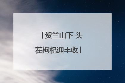贺兰山下 头茬枸杞迎丰收