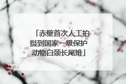 赤壁首次人工拍摄到国家一级保护动物白颈长尾雉